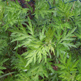 Mugwort (Artemisia vulgaris)